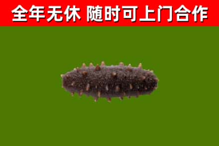 淄博烟酒回收干海参.jpg